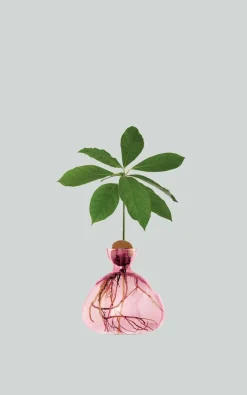Ilex Studio - Roze Woonaccessoires