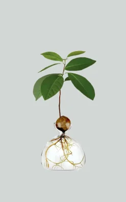 Ilex Studio - Transparant Woonaccessoires